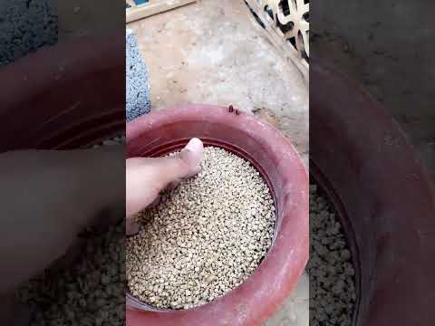 اعلاف الدجاج الدجاج يحتاج علف بياض لزيادة انتاج البيض خاصتا الفتره هذي