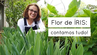 Flor De Íris Dúvidas De Seguidores