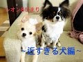 面白い犬動画☆近すぎる犬〜funny dogs〜