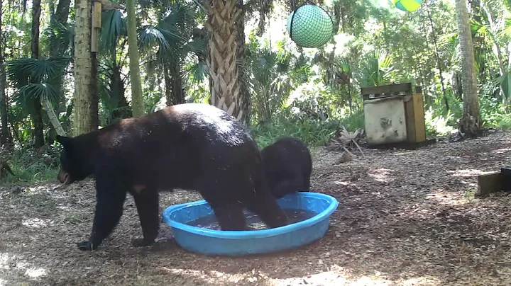 Mama Bear and Cub Play in Pool || ViralHog