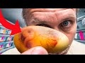 TRANSPARENT SNAKE EGGS LAID!! CAN SEE BABY SNAKE EMBYRO!! TIME LAPS MY ANACONDA!! | BRIAN BARCZYK