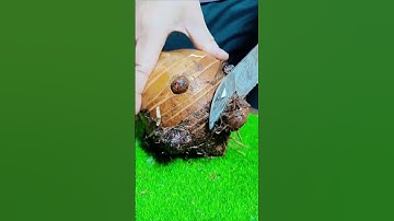 GI599923 mini rotary tillage and ridging all-in one tree 🌲 short view#subscribe