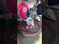 Fresh yellowfin tuna cutting skills at Sorong local fish market #fishcutting #seafood #fyp #talon