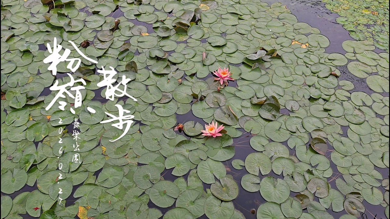 粉嶺散步 康樂公園 #睡蓮 #野鳶尾 #蝦仔花 粉嶺南 #黃花風鈴木