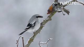 Great Grey Shrike Feeding On A Bird That It Placed In Its Larder On Rose Branch, Bavaria, Germany