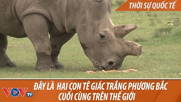 Ngắm hai con tê giác trắng phương bắc cuối cùng trên thế giới