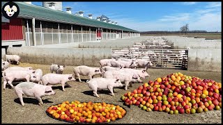 Organic Pig Farming  FruitEating Pig Farm Model For Delicious Meat