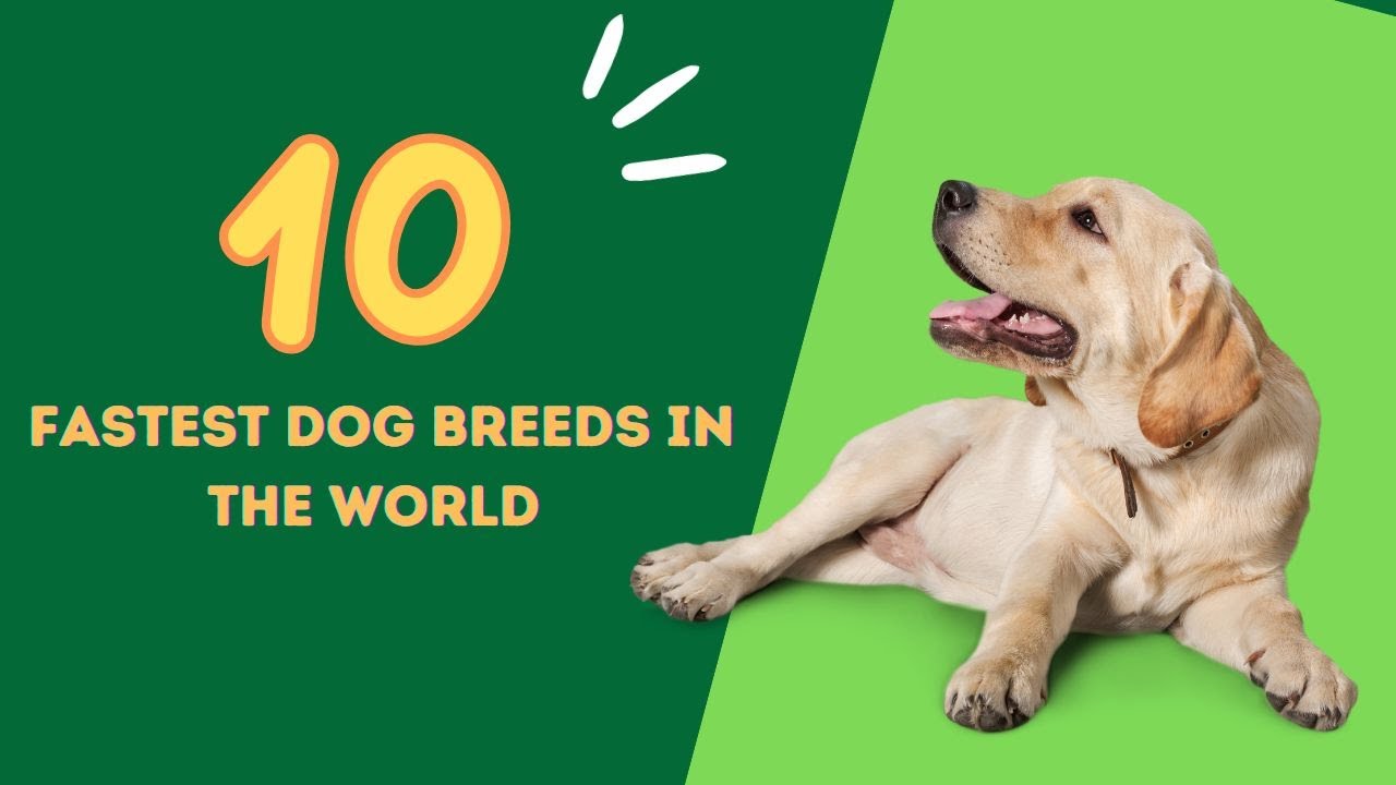 Top 10 Fastest Dog Breeds In The World Copy YouTube top-10-fastest-dog-breeds-in-the-world-copy-youtube