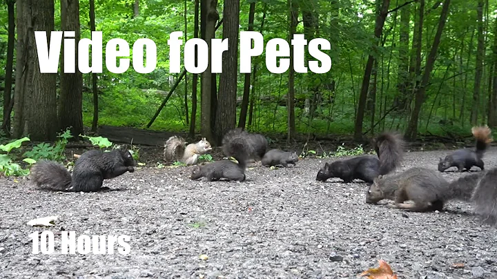 Video 9665931: beautiful forest, cat pets