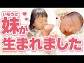 【ご報告】ののちゃんがお姉さんになりました
