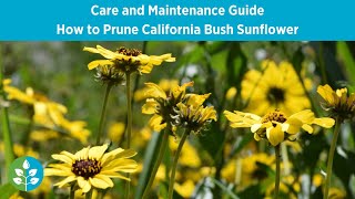 How to Prune California Bush Sunflower | CA Native Garden Care Series