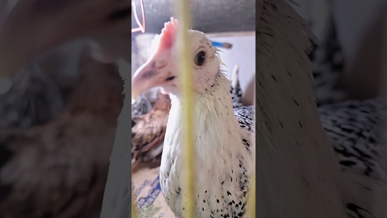 Passarinhos mercado central 