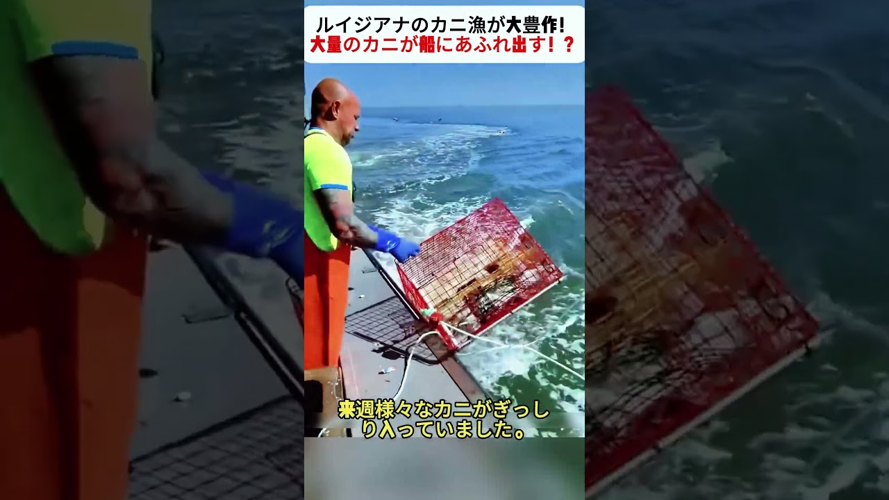 ルイジアナのカニ漁が大豊作！ 大量のカニが船にあふれ出す！？ #カニ漁 #ルイジアナ #漁師 #海の仕事 #漁業体験