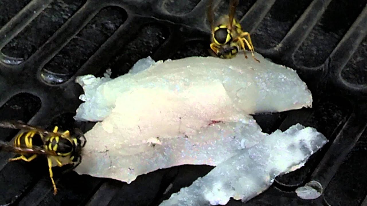 Yellow Jackets Eating Filleted Fish YouTube