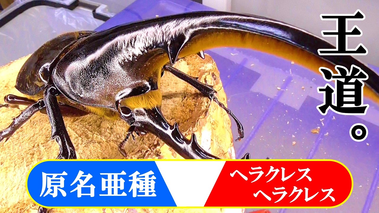 02/15-03/01までの入荷クワガタ紹介、13種類！【65mmup東ジャワ産パリーオオクワガタ、64mmチェンミヤマクワガタ、70mmupアトラスオオカブト、ベルシコロールツヤクワガタなど】
