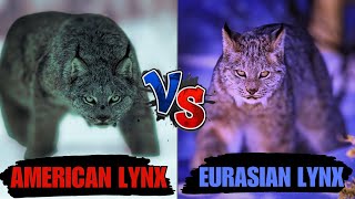 Europe vs America: Whose Lynx Reigns Supreme? This Epic FaceOff Will Shock You!