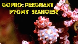 GoPro: Pregnant Pygmy Seahorse HD