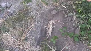 Boring Video! Great Digging Tool! Grubbing Hoe: Spade/Shovel Killer!