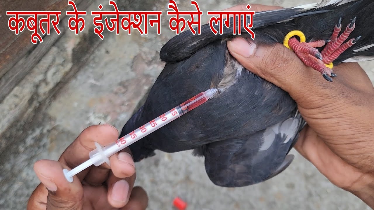 कबूतर के इंजेक्शन कैसे लगाएं। Kabutar ke injection kese lgaye. Pigeon ...