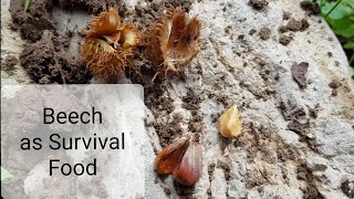 How to use Beech as Survival Food