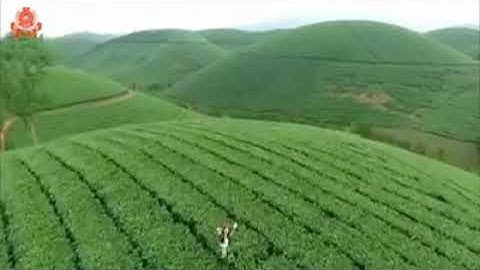 Đồi chè THÁI NGUYÊN