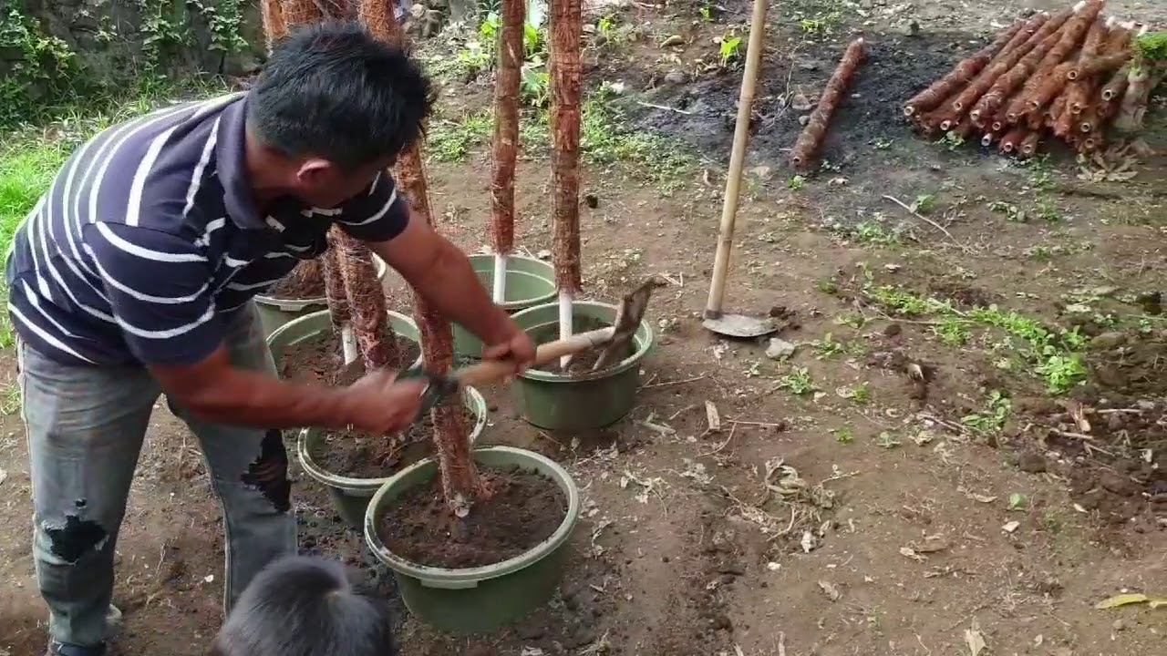 Cara memanfaatkan Lahan sempit untuk budidaya Vanili 