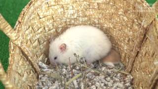 HAMSTERS Common hamster behavior. The language of hamsters.