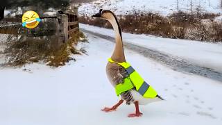 HILARIOUS Goose Crossing Guard 🤣 | NEW Animal Shorts