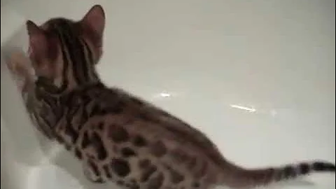 Video 1057251: cute bengal kitten playing, bathtub kitten, bath fun, enjoying bath