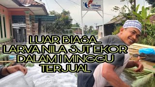 Download Lagu LARVA IKAN NILA NIRWANA 3 DI WANAYASA MP3