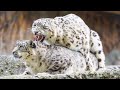 地球上最美丽的猫科动物：雪豹