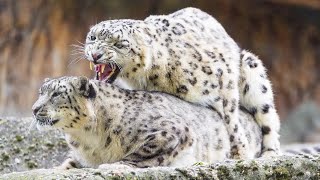 地球上最美丽的猫科动物：雪豹