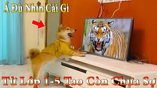 Thú Cưng TV | Dương KC Pets | Ken Trẻ Trâu Bướng Bỉnh #3 | chó Shiba vui nhộn funny cute smart dog