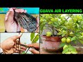 How to do Air layering in any Fruit tree and make Clone Plant ~ Guava Air layering Easiest Method