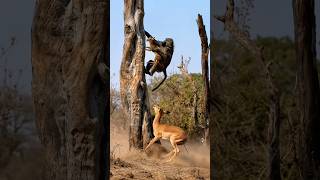 This Monkey Kidnapped a Baby Antelope… But WHY? 😱
