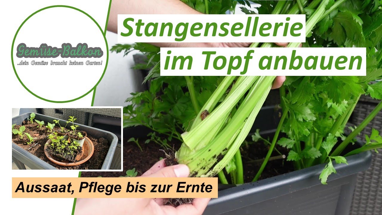 Stangensellerie 🥬Staudensellerie auf dem Balkon anbauen 🌱 - Aussaat, Pflege bis zur Ernte