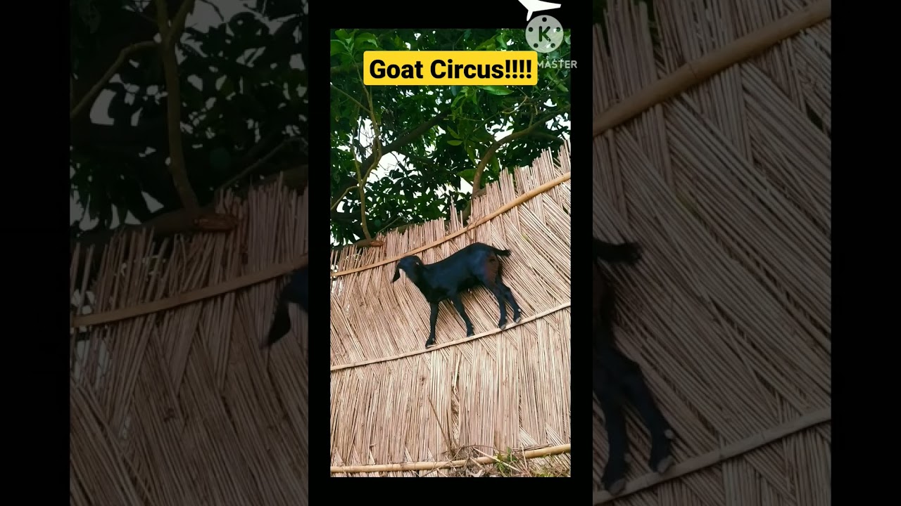 Goat Funy Circus at Home!! 