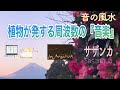 【魅力UP・愛と調和・情熱・ﾊｰﾄﾁｬｸﾗ・任脈・528 Hz】冬を華やかに彩る 富士山ﾊﾟﾜｰを浴びた『サザンカ』による演奏「音の風水」♪（Part 39）