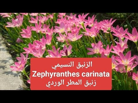 الزنبق النسيمي   زنبق المطر الوردي ابصال الزينة