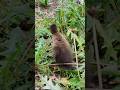 Rural Fragments | How happy the baby duck in the yard
