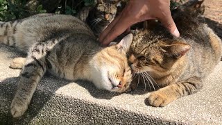 At a cat gathering, be healed by the sweetness of friendly cats who look just like you