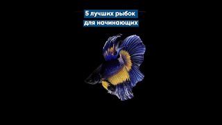 5 лучших рыбок для начинающих #Shorts