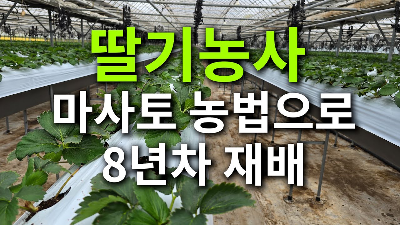 딸기농사 마사토 농법으로 8년차 재배