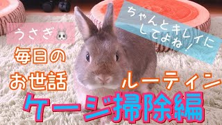ルーティン 毎日のお世話 うさぎのケージを掃除していく Youtube ルーティン 毎日のお世話 うさぎのケージを掃除していく Youtube