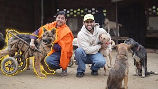 She Has adopted dogs of 8 villages near Delhi😱 | Manavi Rai by PULKIT vAmp 12,790 views 2 months ago 22 minutes
