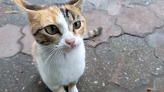 Feeding a cute hungry street cat | Feeding cats by My street cats 83 views 1 year ago 4 minutes, 47 seconds