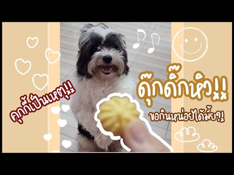 Vlog 💕 สอนน้องหมาขอบคุณ Vlog 💕 สอนน้องหมาขอบคุณ