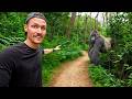 5 Hours With Wild Mountain Gorillas World S Best Wildlife Encounter 5 Hours With Wild Mountain Gorillas World S Best Wildlife Encounter