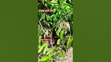 Vải không hạt cây ghép nhanh trái | 0386569374 - Ngọc Ngân Bến Tre | Chuyên cây độc lạ