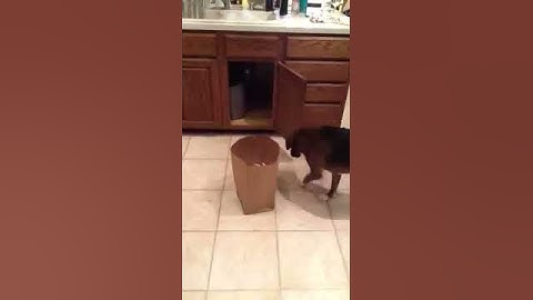How to keep your dog out of the garbage